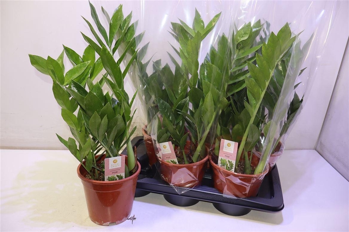 <h4>Zamio Pixie</h4>