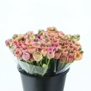 Ran El Sr Salmon Extra