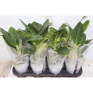 AGLAONEMA QUEEN P12