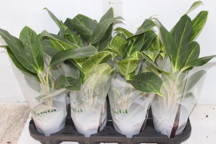 <h4>AGLAONEMA QUEEN P12</h4>