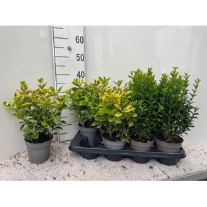 EUONYMUS JAP GEM