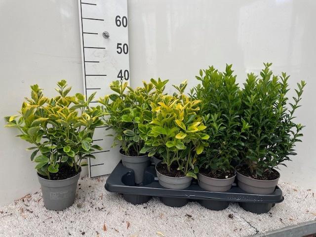 <h4>EUONYMUS JAP GEM</h4>