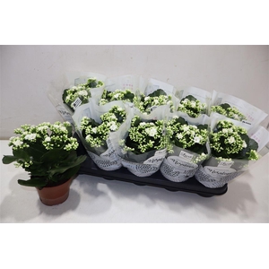 arr8 Kal Ge Don Dione