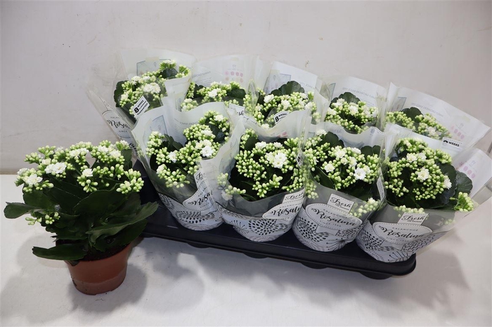 arr8 Kal Ge Don Dione