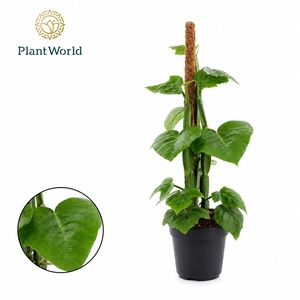 Cissus Quadran Mosstok