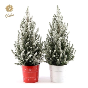 Picea gl. 'December'® P19 in Zinc X-mas Duo + Snow