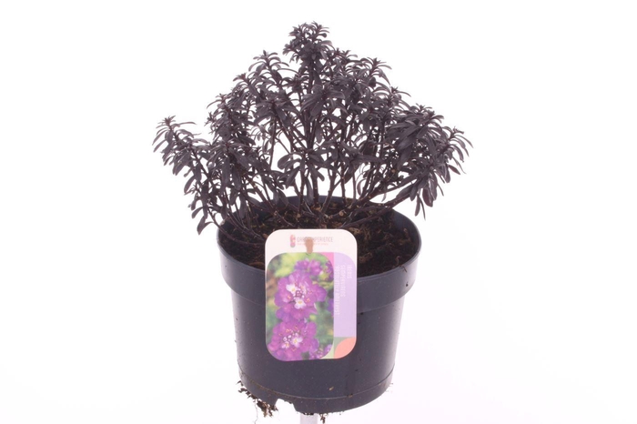 <h4>Iberis semp. Absolutely Amethyst</h4>