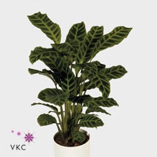 Calathea Zebrina P19