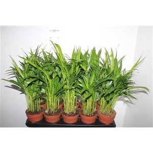 Dypsis Lutescens 15pp