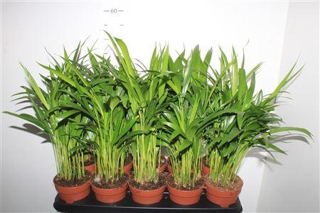 <h4>Dypsis Lutescens 15pp</h4>