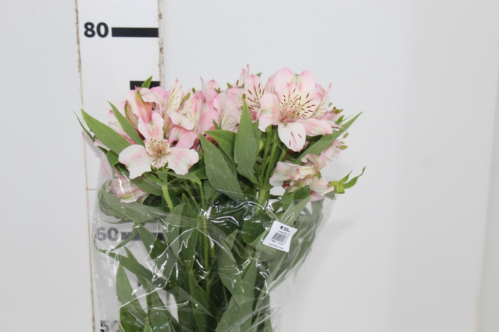 <h4>ALSTROEMERIA FANKE 080 CM</h4>