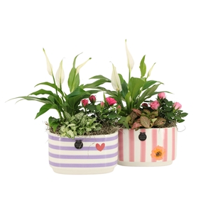 22009: Lovess arrangement