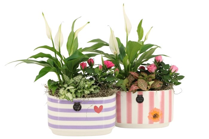 <h4>22009: Lovess arrangement</h4>