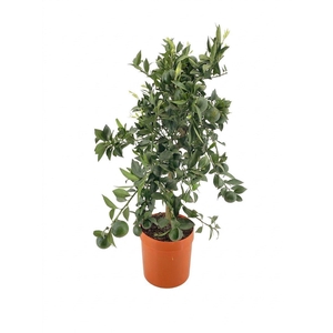 Citrus Reticulata P21