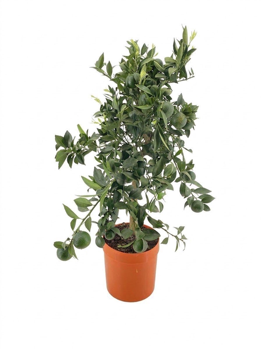 <h4>Citrus Reticulata P21</h4>