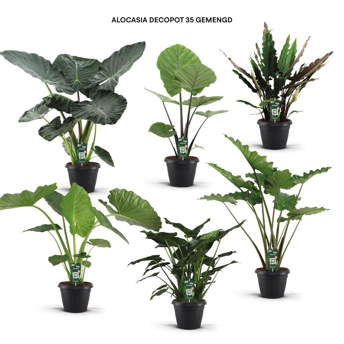 <h4>Alocasia decopot 35 gemengd</h4>