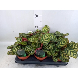 Calathea makoyana