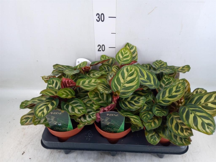 <h4>Calathea makoyana</h4>