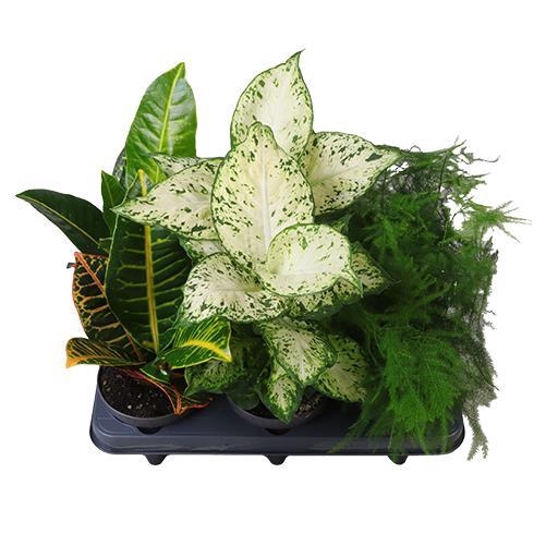 <h4>745524 Gron Mix  p12 x6</h4>