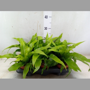 Asplenium antiquum