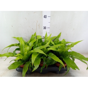 Asplenium antiquum