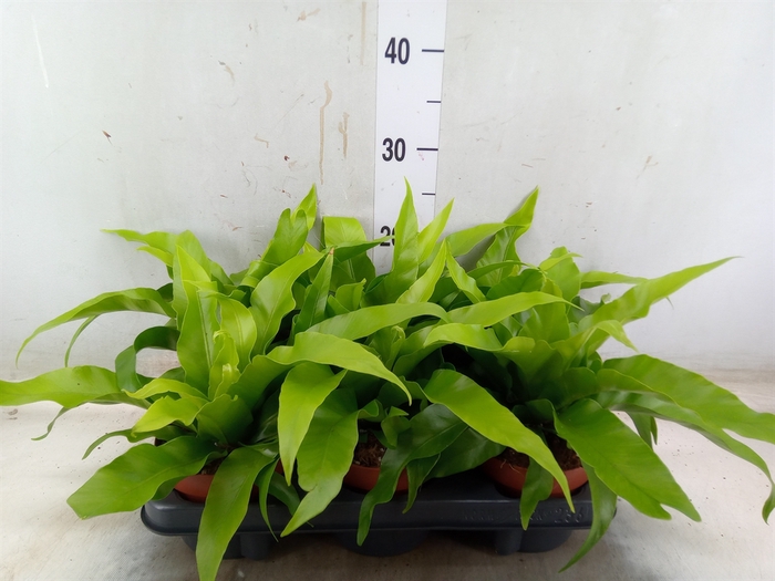 <h4>Asplenium antiquum</h4>