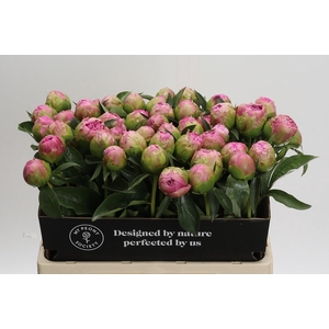 Paeonia Jacorma