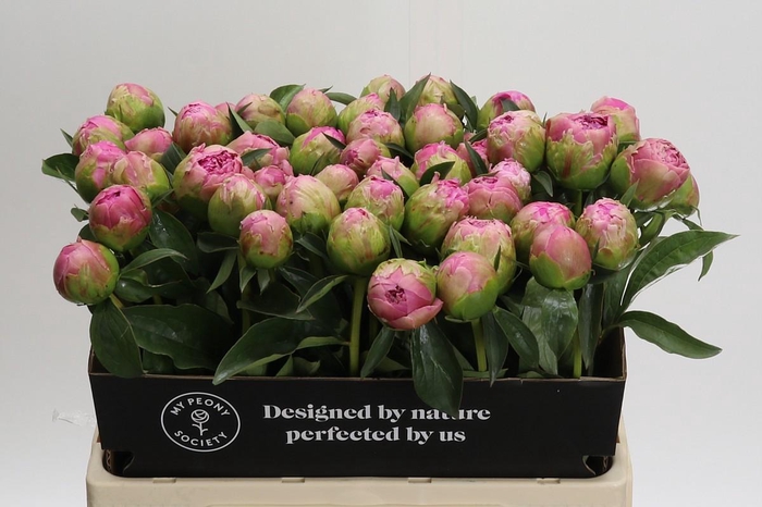 <h4>Paeonia Jacorma</h4>