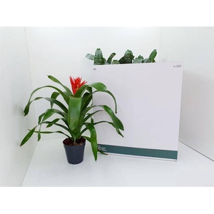 !! PROMO !! AECHMEA  MIX P15