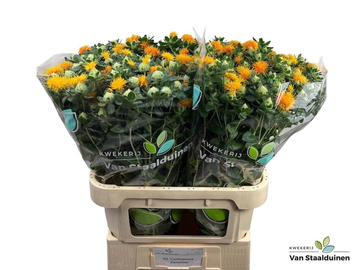 <h4>CARTH T ZANZIBAR</h4>