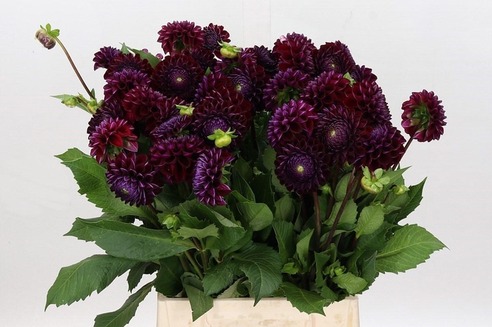 <h4>Dahlia Ivannetti</h4>