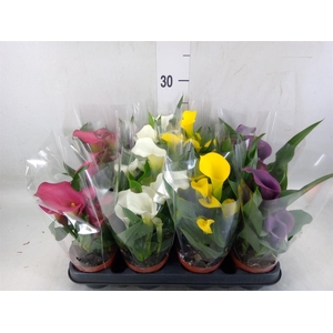 Zantedeschia   ...mix