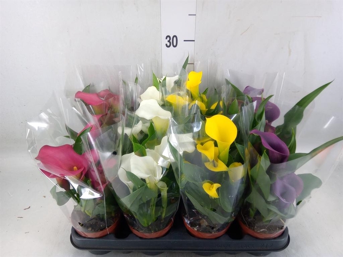 <h4>Zantedeschia   ...mix</h4>