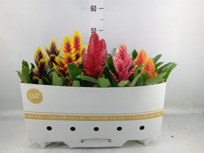 <h4>Vriesea   ...mix 8</h4>