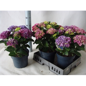 Hydrangea mac.