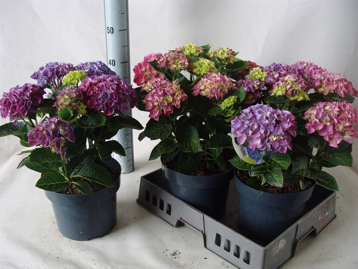 <h4>Hydrangea mac.</h4>