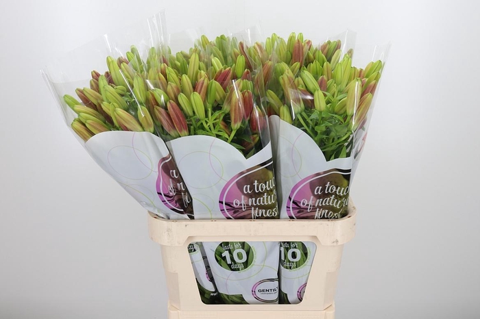 <h4>Li La Corleone</h4>