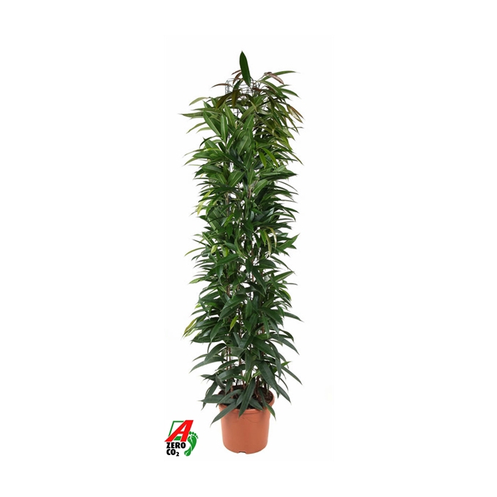 <h4>Ficus Alii king zuil P32 (NO GAP)</h4>