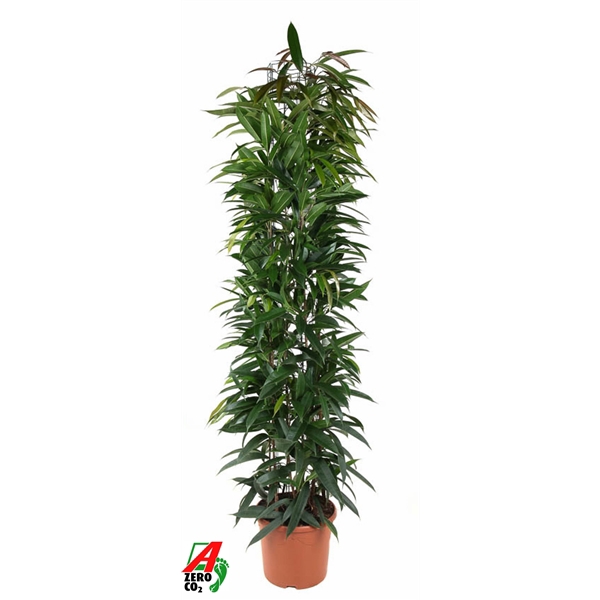 <h4>Ficus Alii king zuil P32 (NO GAP)</h4>