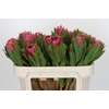 Protea Brenda