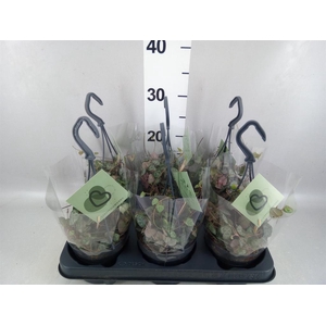 Ceropegia woodii ssp. woodii