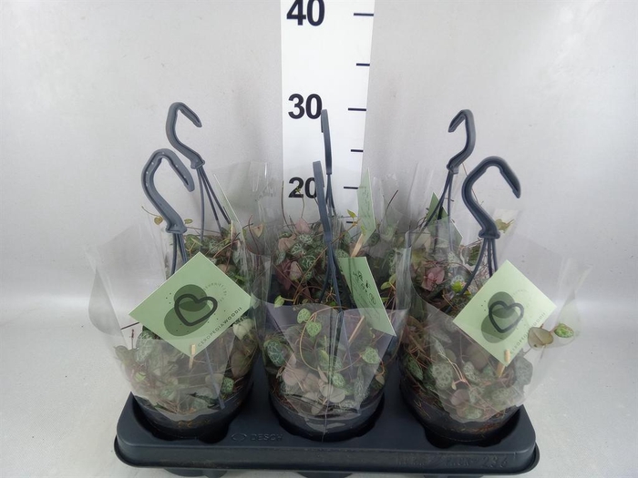 <h4>Ceropegia woodii ssp. woodii</h4>