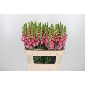 Antirrhinum Po Pink