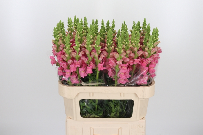 <h4>Antirrhinum Po Pink</h4>