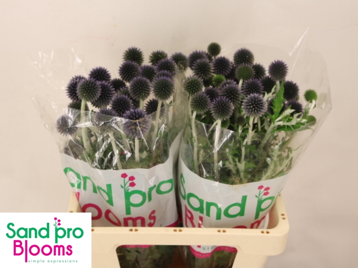 <h4>ECHIN BA BLUE GLOBE</h4>