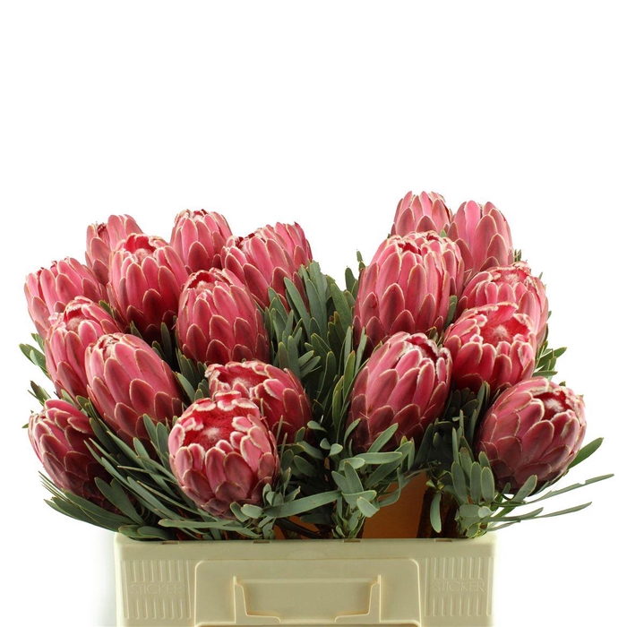<h4>Protea Venus</h4>