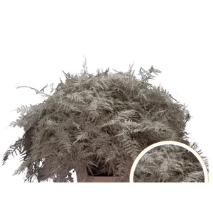 Asparagus Ex Veren Platina x50