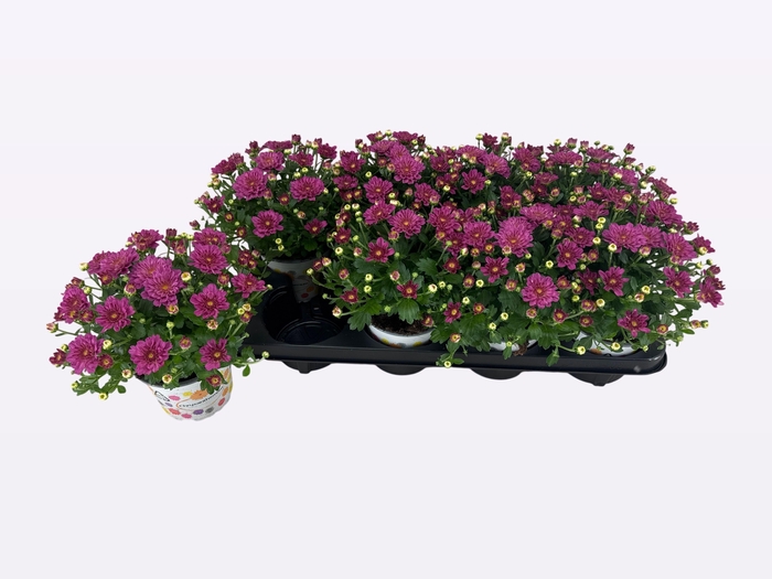 <h4>CHRY DITTO DARK PINK</h4>