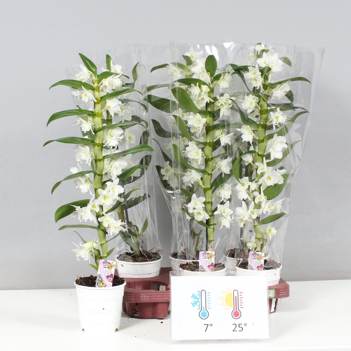 <h4>DENDR N SC APOLLON</h4>