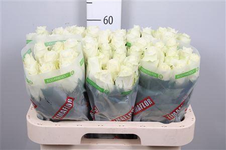 <h4>R Gr Albatros</h4>